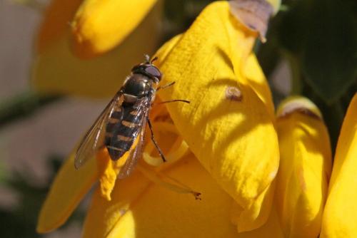 Réf. 240 661 : Parasyrphus punctulatus